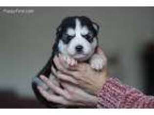 Siberian Husky Puppy for sale in Purcellville, VA, USA