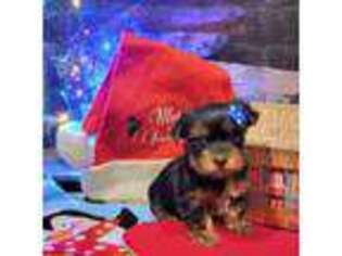 Yorkshire Terrier Puppy for sale in Corpus Christi, TX, USA