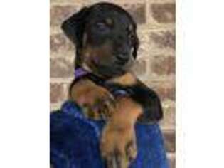 Doberman Pinscher Puppy for sale in Elizabeth, WV, USA