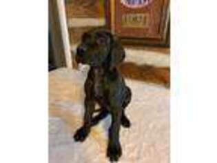 Great Dane Puppy for sale in Murfreesboro, TN, USA