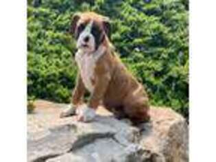 Boxer Puppy for sale in New Park, PA, USA