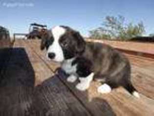 Cardigan Welsh Corgi Puppy for sale in Tiskilwa, IL, USA