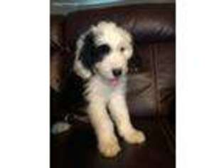 Old English Sheepdog Puppy for sale in Bartow, FL, USA