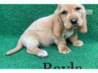 Basset Hound Puppy for sale in Brunswick, GA, USA