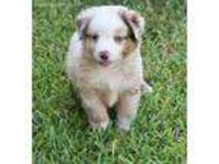 Miniature Australian Shepherd Puppy for sale in Spring, TX, USA