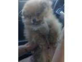 Pomeranian Puppy for sale in Carson, CA, USA