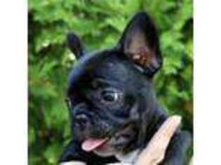 French Bulldog Puppy for sale in Staten Island, NY, USA