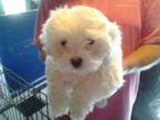 Maltese Puppy for sale in FUQUAY VARINA, NC, USA
