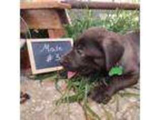 Mutt Puppy for sale in Fairview, MO, USA