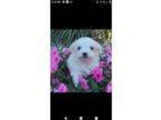 Maltese Puppy for sale in Decatur, IN, USA