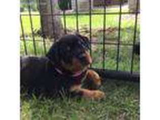 Rottweiler Puppy for sale in Davenport, IA, USA
