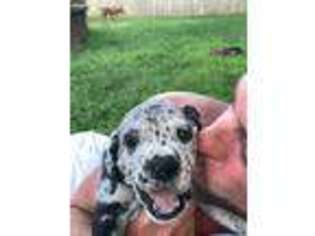 Great Dane Puppy for sale in Coram, NY, USA
