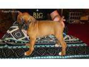 Boxer Puppy for sale in Edinboro, PA, USA