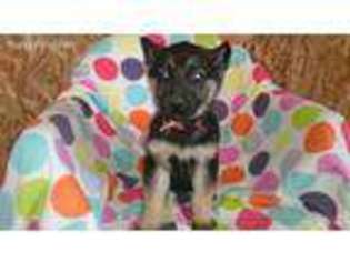 German Shepherd Dog Puppy for sale in Shreve, OH, USA