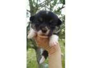 Pembroke Welsh Corgi Puppy for sale in Keenesburg, CO, USA