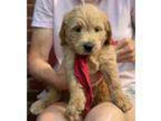 Goldendoodle Puppy for sale in Bismarck, AR, USA