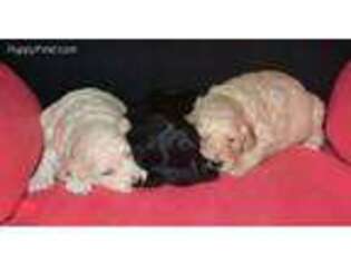 Goldendoodle Puppy for sale in Vestaburg, MI, USA