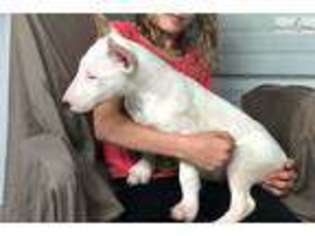 Bull Terrier Puppy for sale in Saint Louis, MO, USA