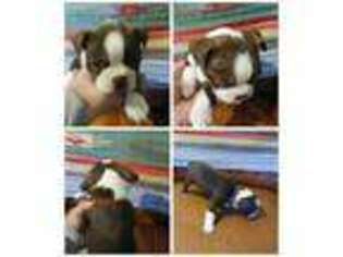 Boston Terrier Puppy for sale in Buford, GA, USA