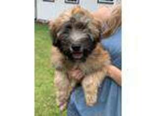 Soft Coated Wheaten Terrier Puppy for sale in Menahga, MN, USA