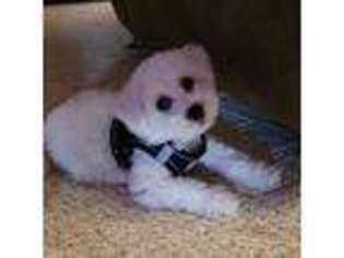 Bichon Frise Puppy for sale in Erie, PA, USA