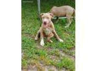 Mutt Puppy for sale in Fayetteville, NC, USA