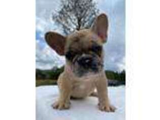 French Bulldog Puppy for sale in Boynton Beach, FL, USA