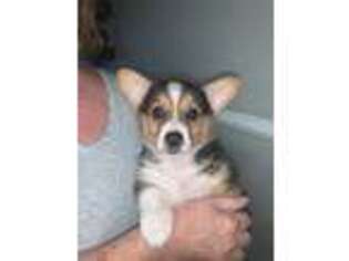 Pembroke Welsh Corgi Puppy for sale in Unionville, TN, USA