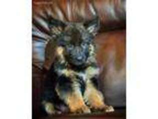 German Shepherd Dog Puppy for sale in Anthony, TX, USA