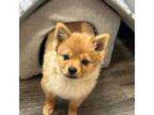 Pomeranian Puppy for sale in Killeen, TX, USA