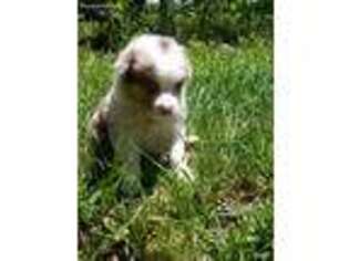Australian Shepherd Puppy for sale in Livingston, TX, USA