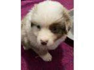 Miniature Australian Shepherd Puppy for sale in Streetman, TX, USA