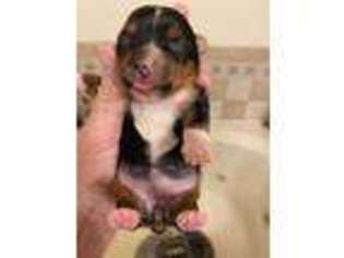Yorkshire Terrier Puppy for sale in Toccoa, GA, USA
