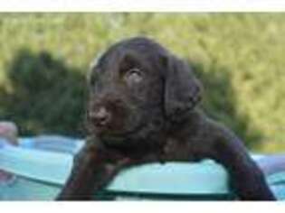 Labradoodle Puppy for sale in Eureka, IL, USA