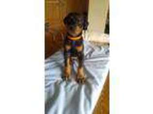 Doberman Pinscher Puppy for sale in Oconto, NE, USA