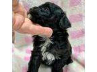 Mutt Puppy for sale in Charleston, WV, USA