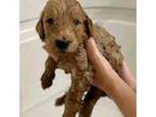 Goldendoodle Puppy for sale in Saint Augustine, FL, USA