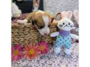 Cardigan Welsh Corgi Puppy for sale in Casa Grande, AZ, USA
