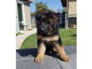 German Shepherd Dog Puppy for sale in Fresno, CA, USA