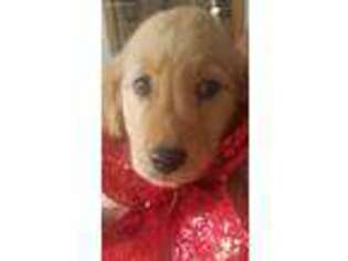 Golden Retriever Puppy for sale in Waller, TX, USA
