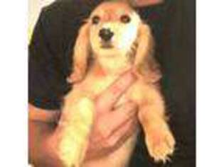 Dachshund Puppy for sale in Myrtle Beach, SC, USA