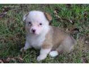 Pembroke Welsh Corgi Puppy for sale in Griffithville, AR, USA