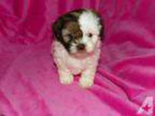 Shih-Poo Puppy for sale in GIBSONTON, FL, USA