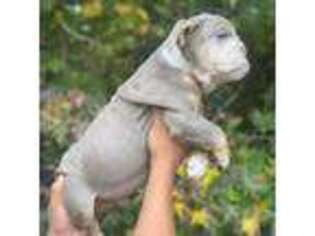 Bulldog Puppy for sale in Concord, NC, USA
