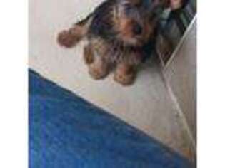 Yorkshire Terrier Puppy for sale in Simi Valley, CA, USA