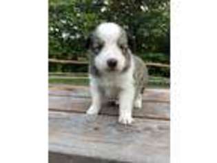 Shetland Sheepdog Puppy for sale in Coeburn, VA, USA