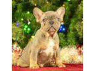 French Bulldog Puppy for sale in Surprise, AZ, USA