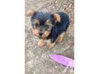 Yorkshire Terrier Puppy for sale in WALNUT CREEK, CA, USA