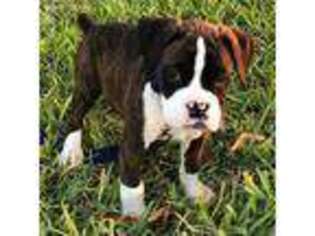 Boxer Puppy for sale in Greene, NY, USA