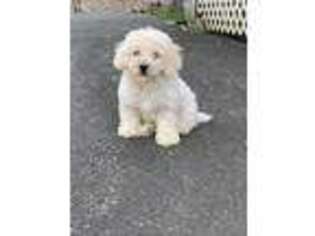 Mutt Puppy for sale in Bethel, CT, USA